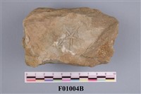 藏品(海星化石)的圖片